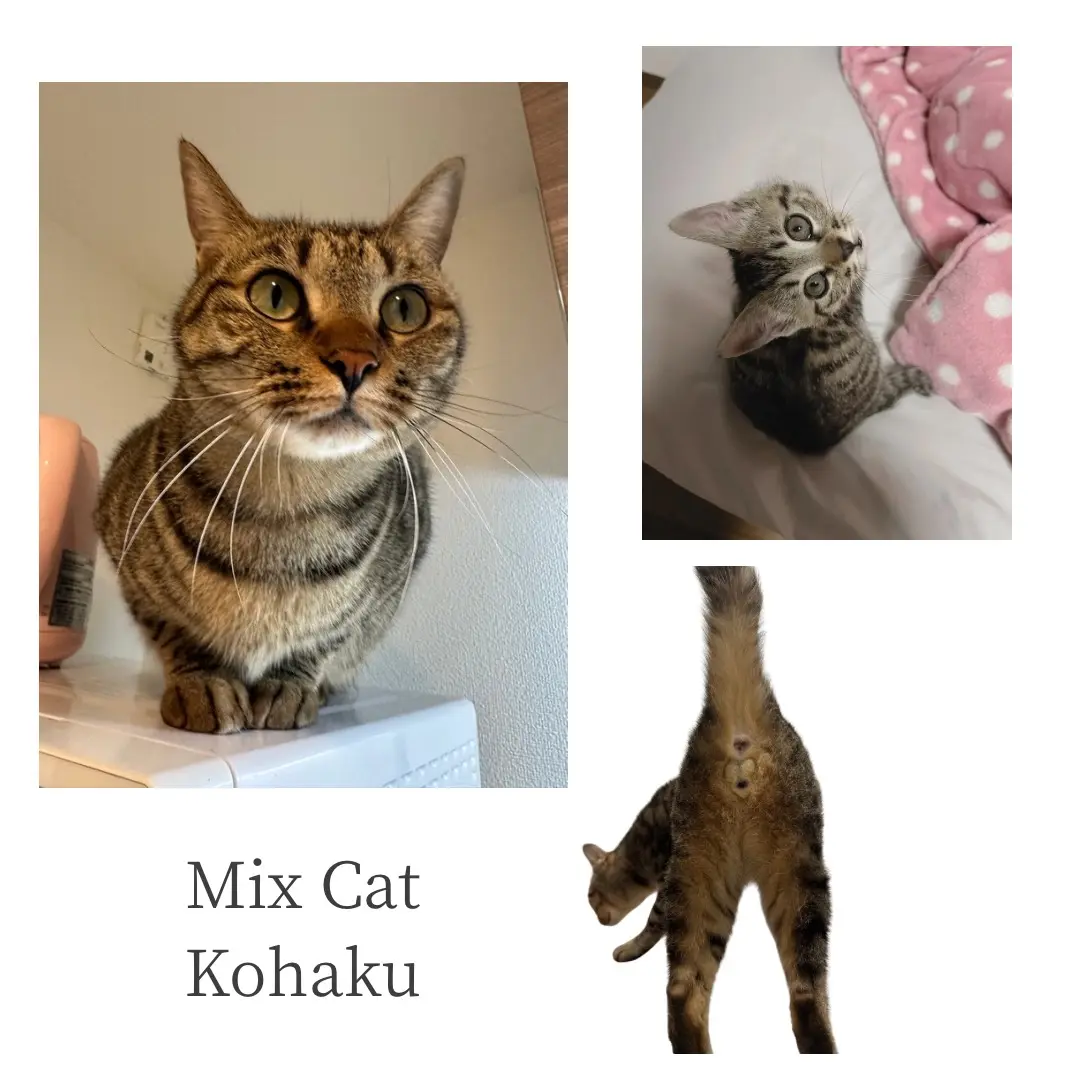 琥珀くんと翠くんの写真