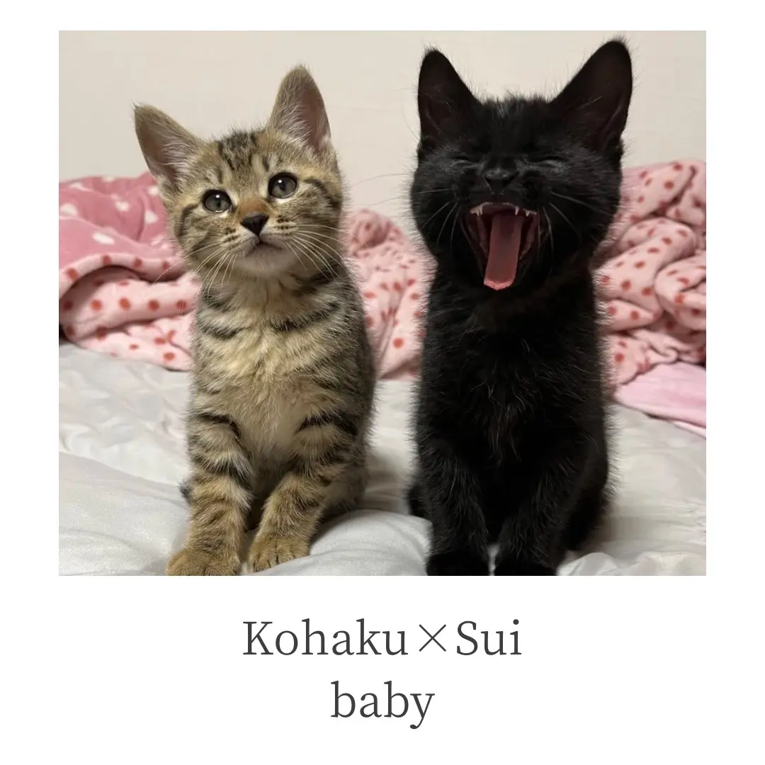 琥珀くんと翠くんの写真